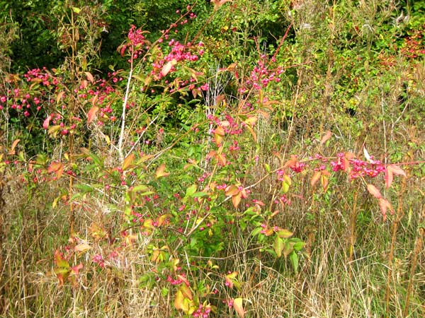 Wild fowers at Whitting Hill