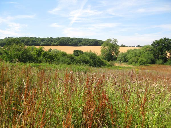 Fields to the north of Camlet Way are thought to form part of the as yet unidentified site of the Battle of Barnet. The line of trees in the foreground follow the course of Monken Mead Brook and the rising land falls away to Dead Man’s Bottom which it is said was the site of a burial ground for many of the soldiers killed on the battle field.