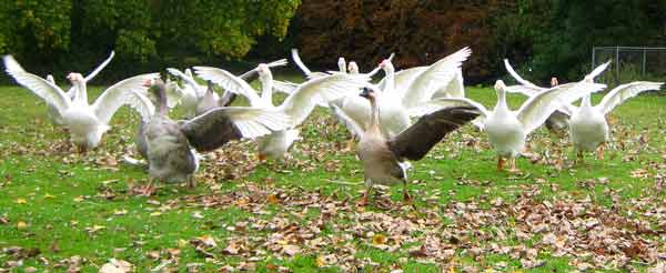 Feeding time at Old MacDonald’s Farm