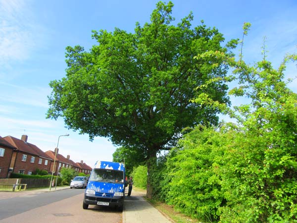 The Whitings Road oak