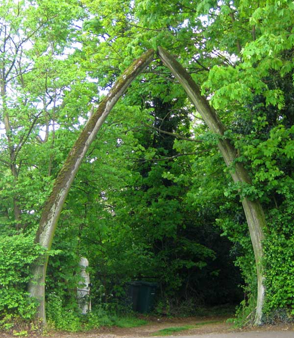 Two jawbones from a ninety-foot-long blue whale stand at the Wood Street entrance to Whalebones Park. Weighing three quarters of a ton, the two bones were installed 76 years ago, replacing a set of jawbones that dated from the 1830s