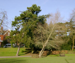 The photograph shows the trees on 16th February 2016