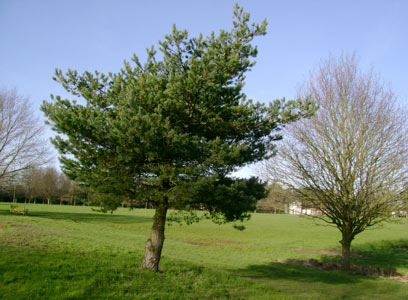 The Scots Pine and also the English Oak in the background.