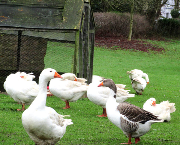 Take a gander at Wood Street’s flock of geese