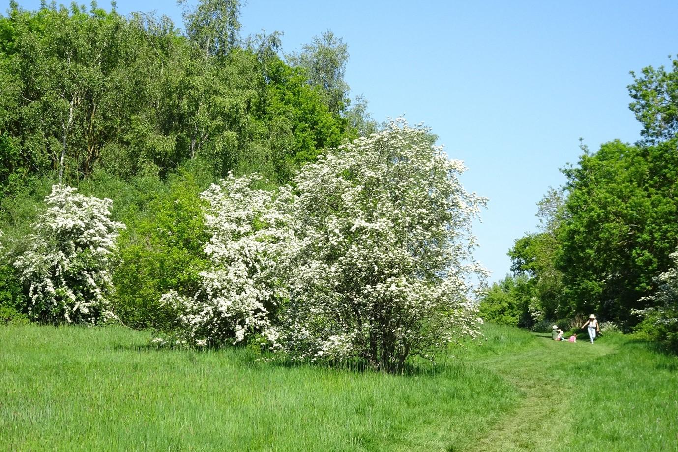 planting Trees